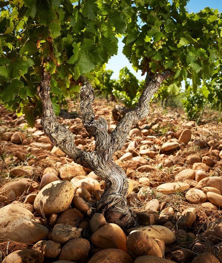 La Mirande Chateauneuf Du Pape Wine Tour Lavender Fields Provence