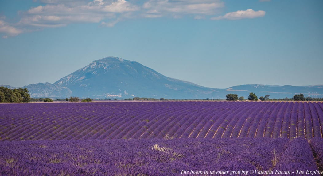 Lavender tour provence: Stay at La Mirande, 5-star luxury hotel in the south of France
