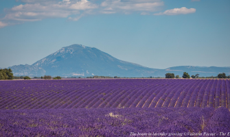 Lavender tour provence: Stay at La Mirande, 5-star luxury hotel in the south of France