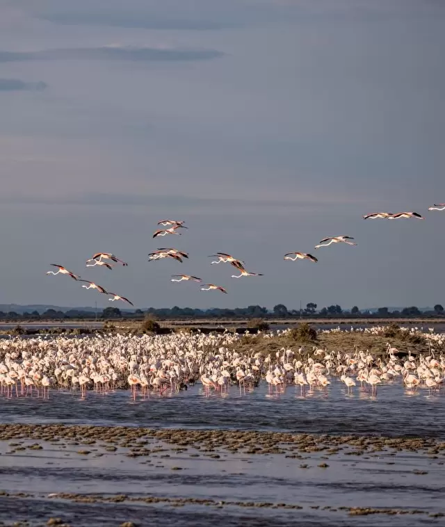 Camargue