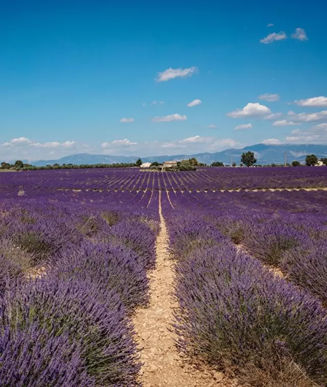 Lavender