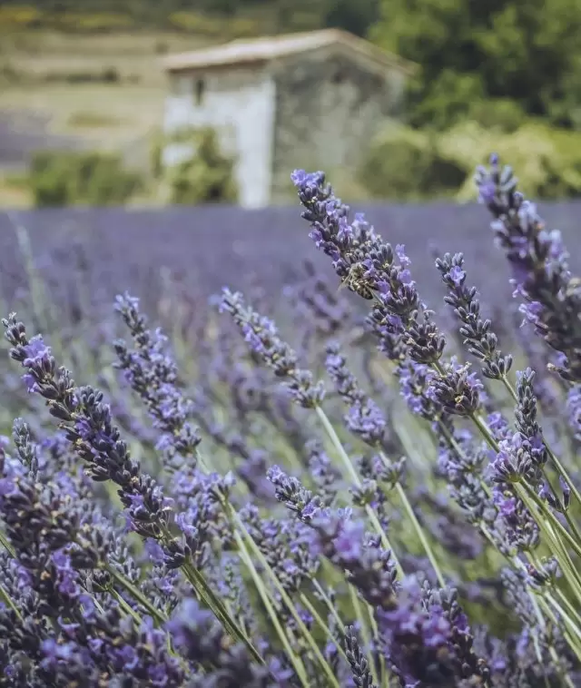 Lavender