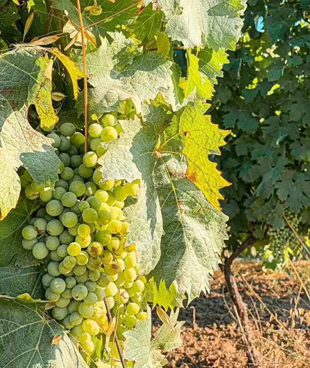Vineyards