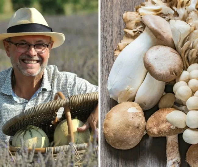 Mushrooms picking - Jean-Jacques Prévôt